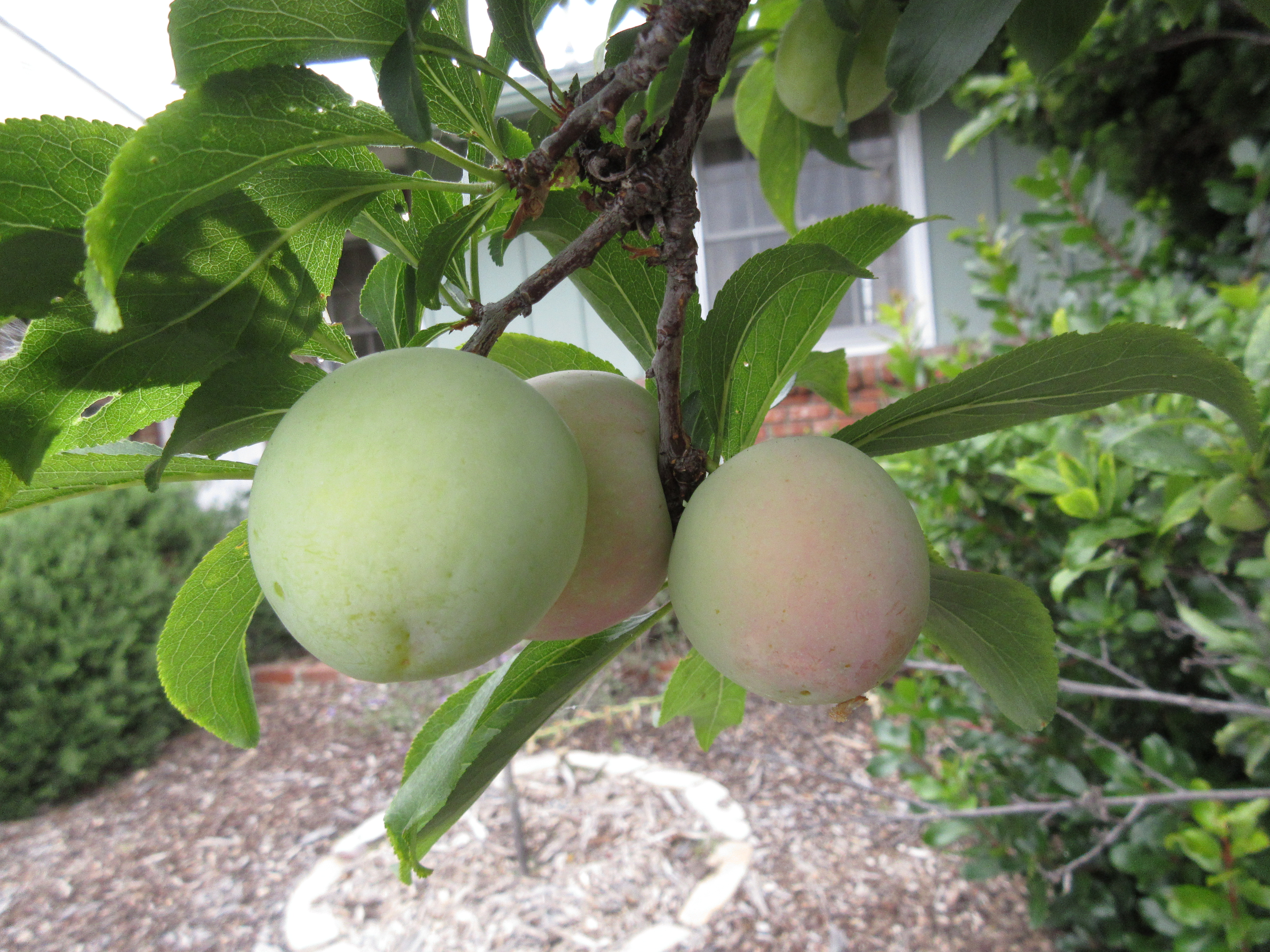 Santa Rosa Plum