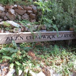 Field Trip: Alan Chadwick Garden