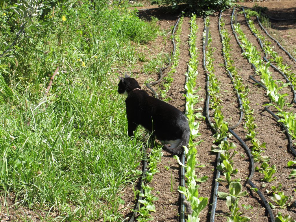 Alan Chadwick Garden Buster