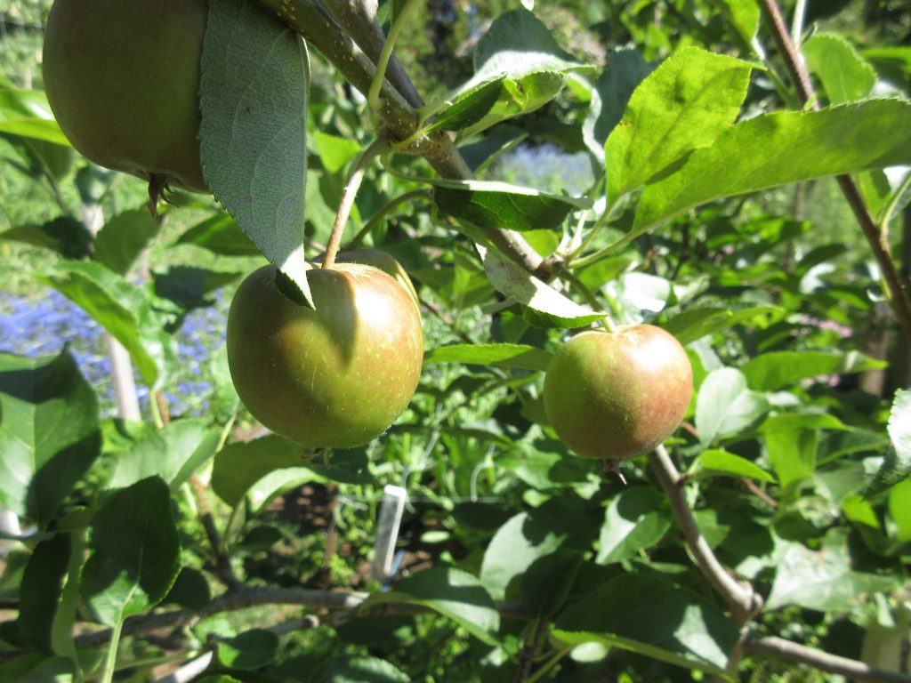 Alan Chadwick Garden Apples