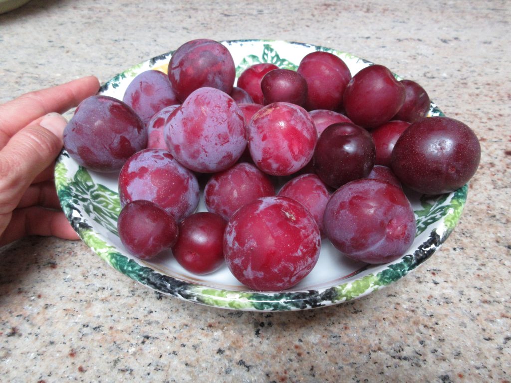 Wordless Wednesday plums