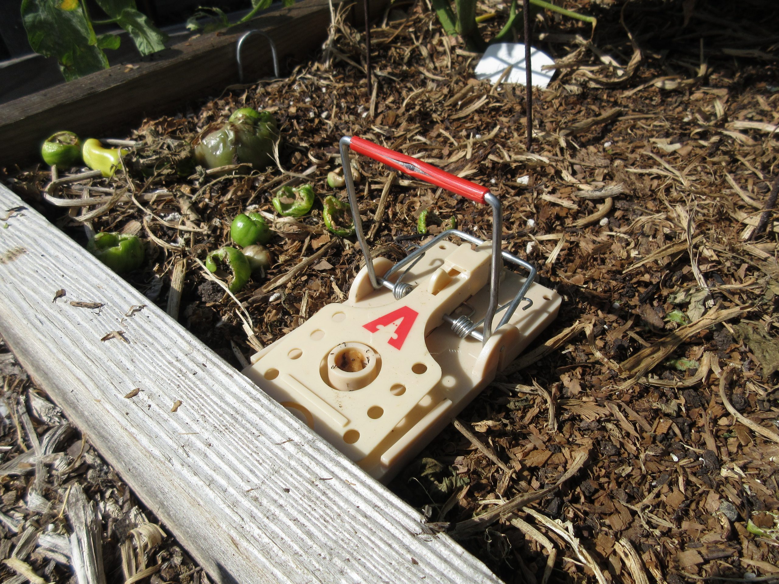 Rats and Mice: How to Manage Using Snap Traps - Pests in the Urban  Landscape - ANR Blogs