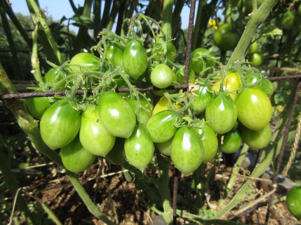 Wordless Wednesday tomato