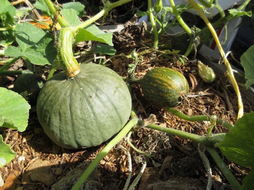 Wordless Wednesday squash