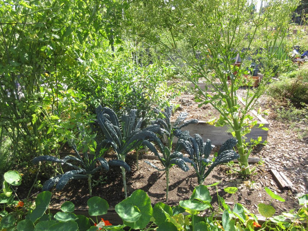 Wordless Wednesday kale