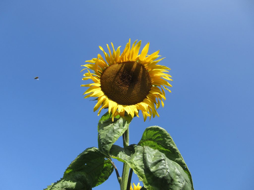 Wordless Wednesday sunflower