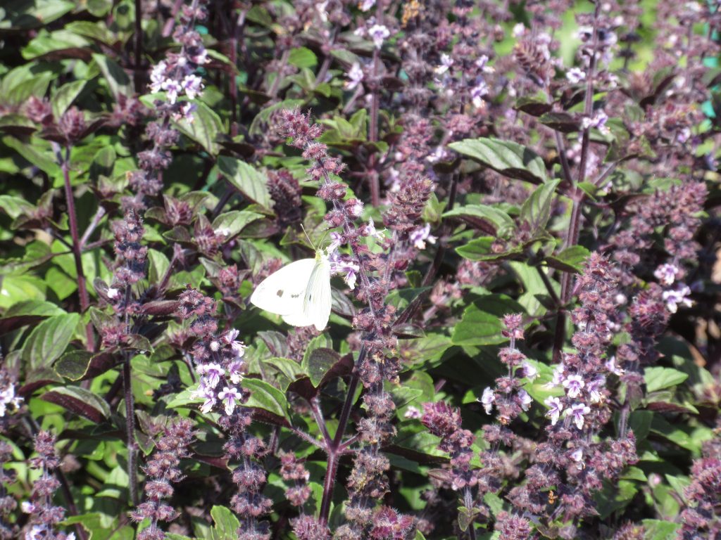 Wordless Wednesday Cabbage Moth