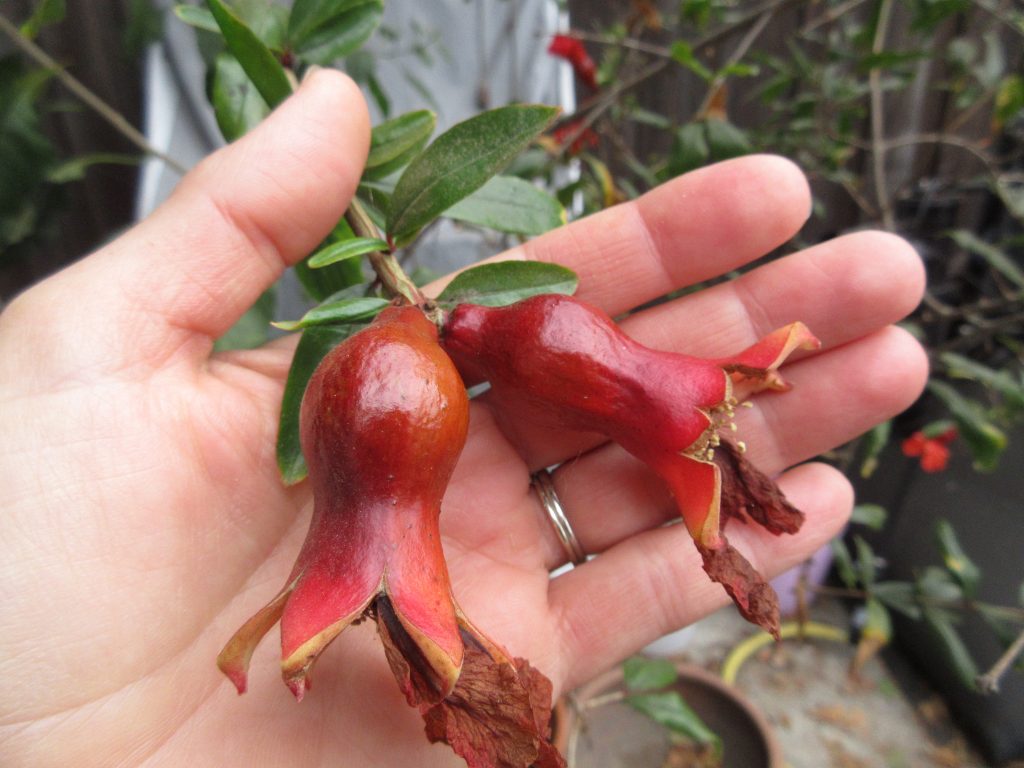 Wordless Wednesday Pomegranate