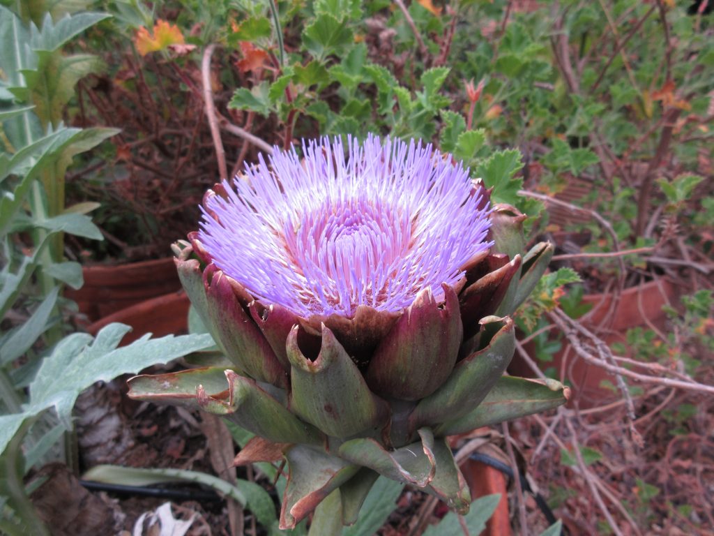 Wordless Wednesday Artichoke flower