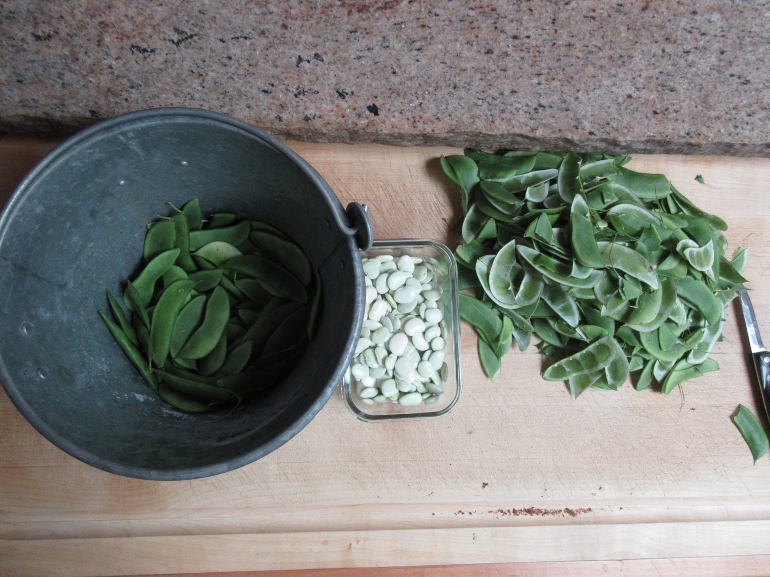 Youtube How To Harvest Lima Beans Fresh Or Dry Gardenerd