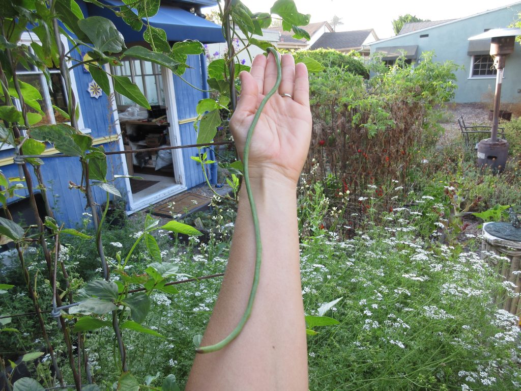 Wordless Wednesday Yard-long Beans