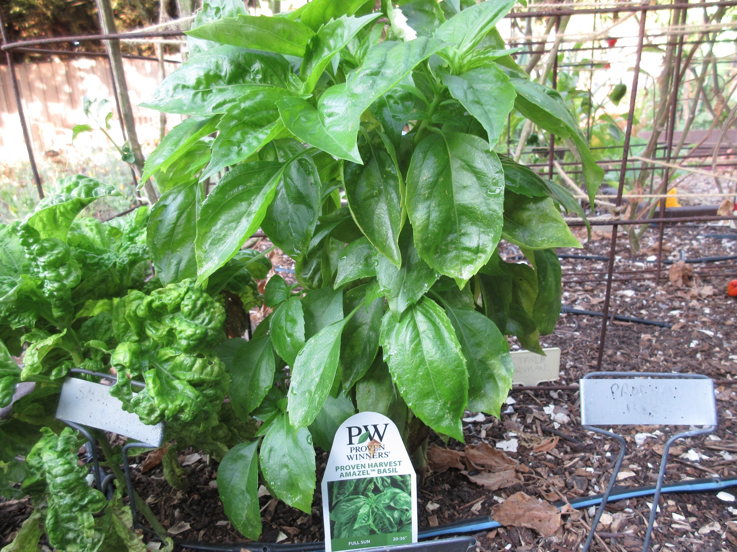 You are currently viewing YouTube: Solutions for Basil Downy Mildew