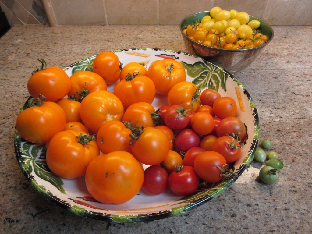 Wordless Wednesday Tomato Harvest