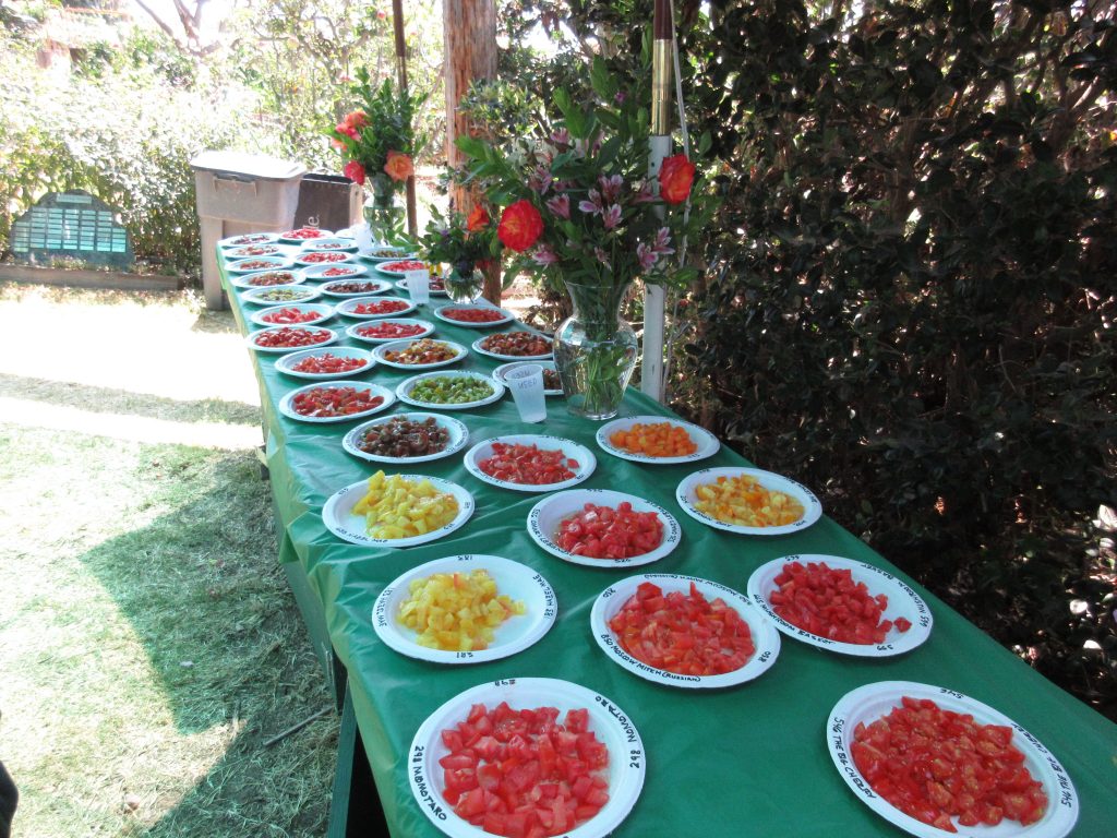 tomato tasting display