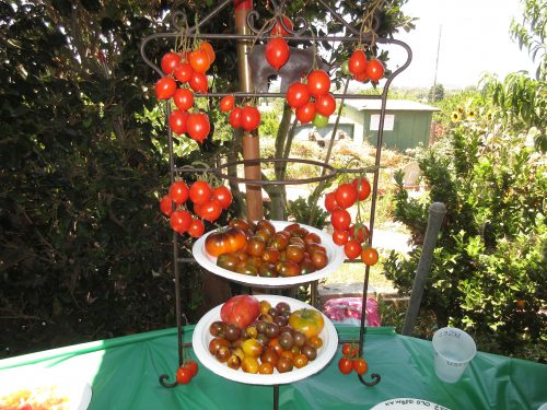 Read more about the article Throw a Tomato Tasting Party!
