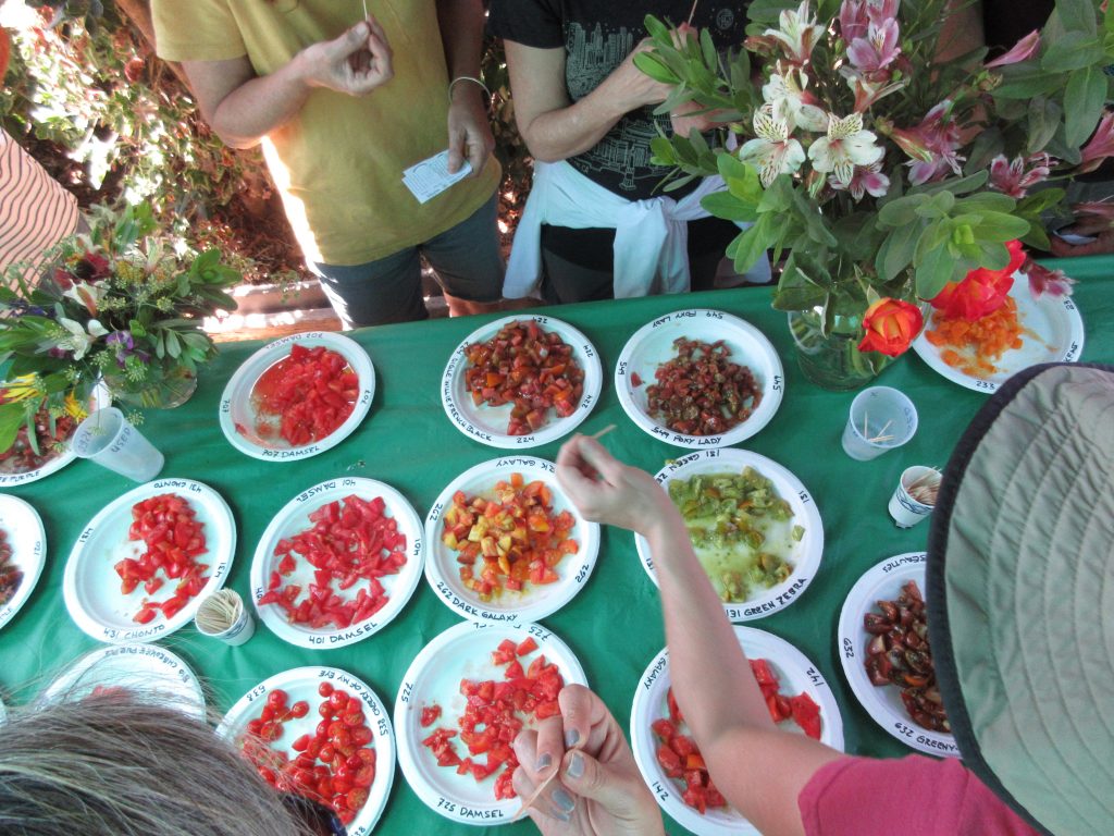 Tomato Tasting sampling