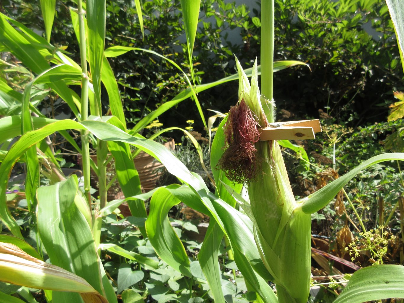 YouTube Protecting and Harvesting Corn Gardenerd