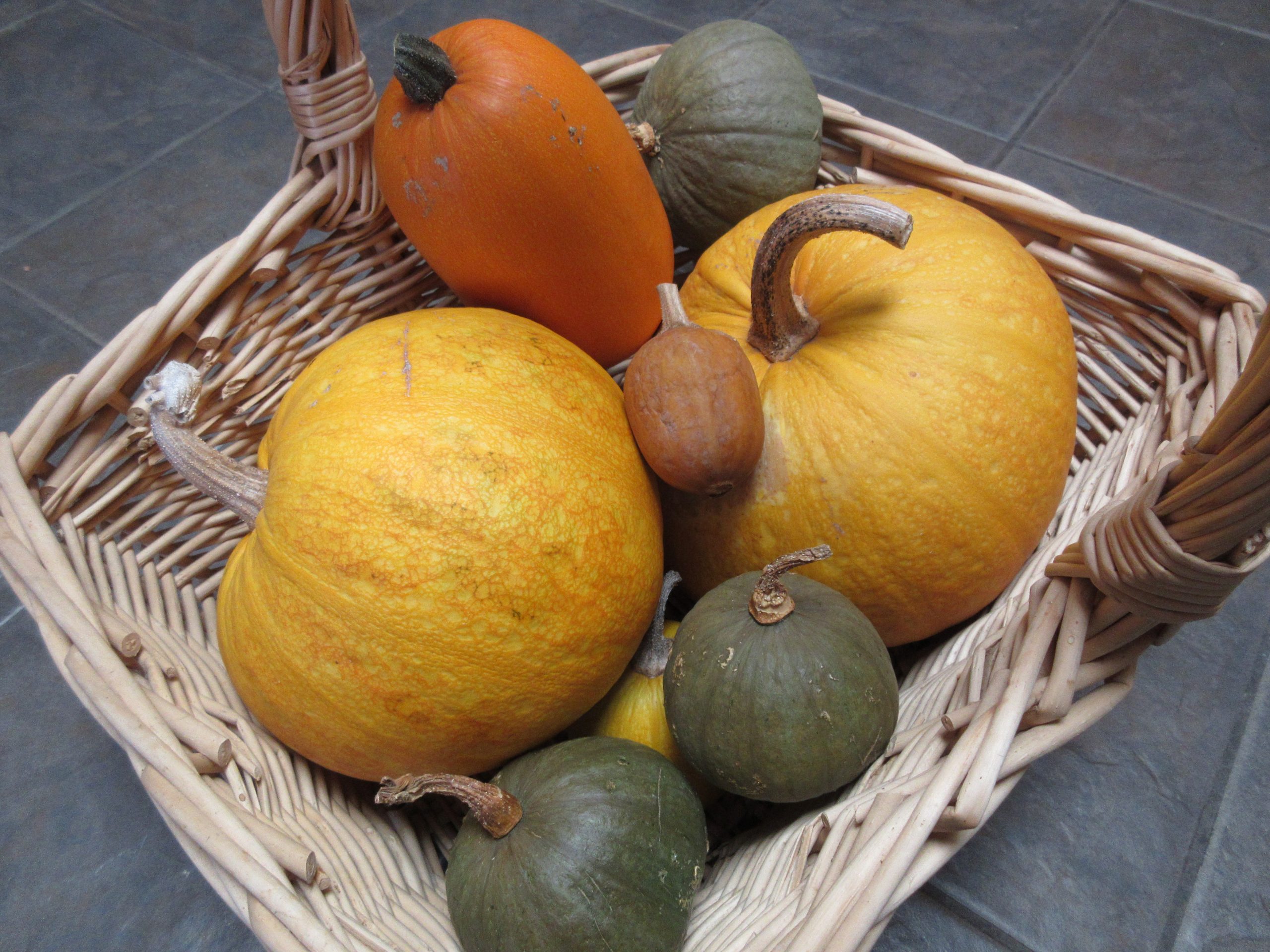 Wordless Wednesday Pumpkin harvest