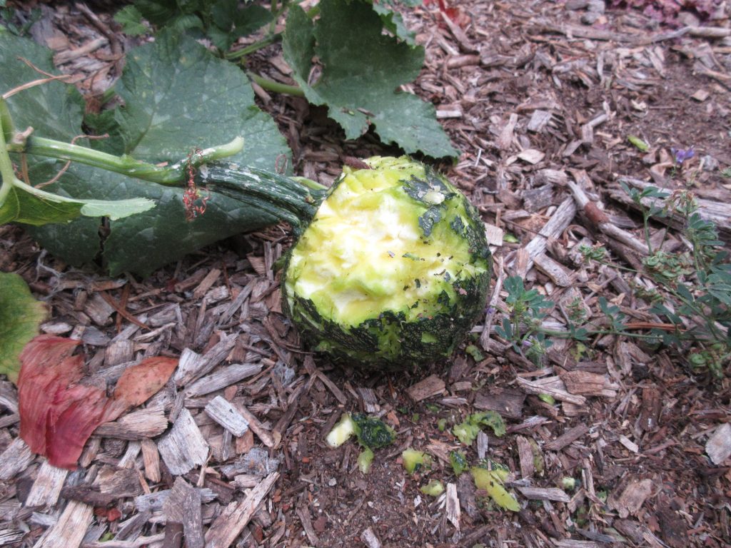 Luxury pumpkin eaten