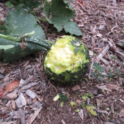 Wordless Wednesday: The Downside of Gardening