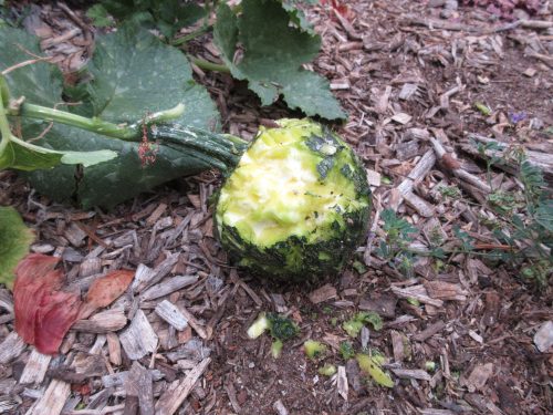 Read more about the article Wordless Wednesday: The Downside of Gardening