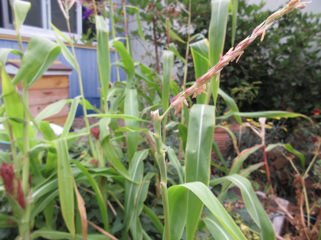 Corn tassel eaten