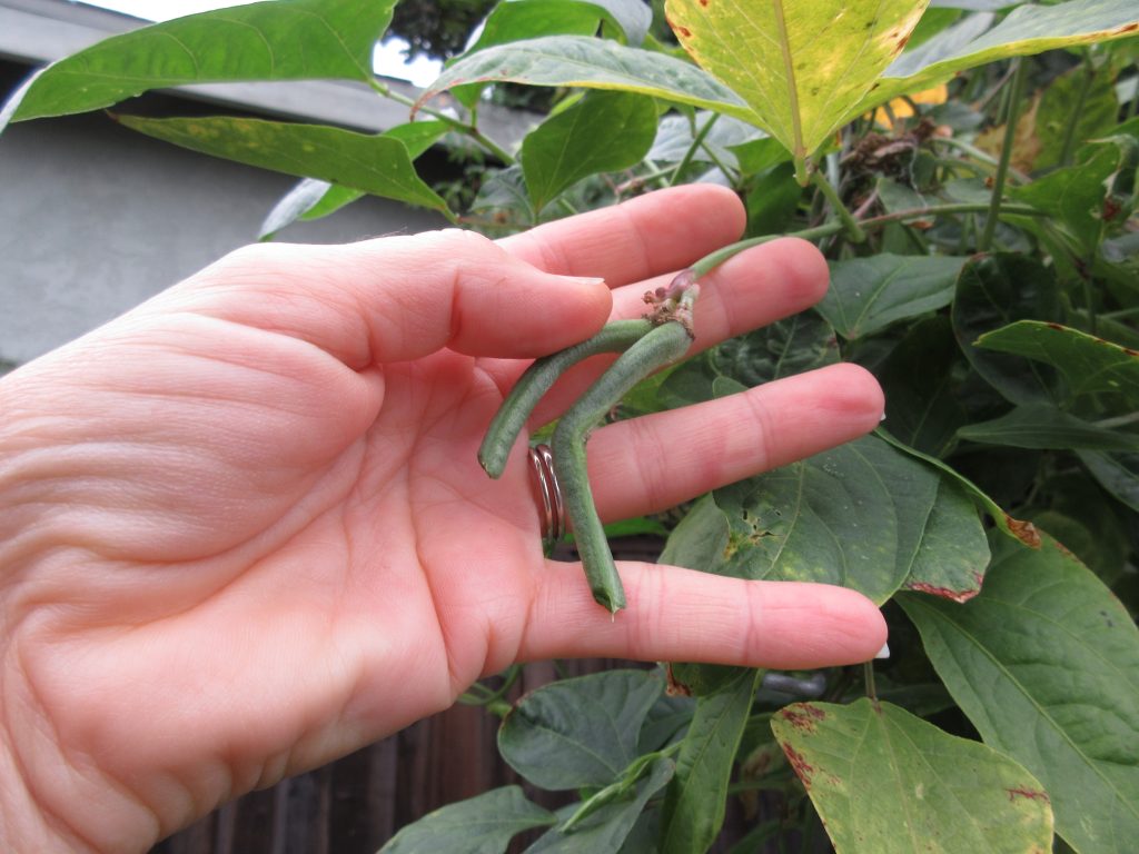 long beans eaten