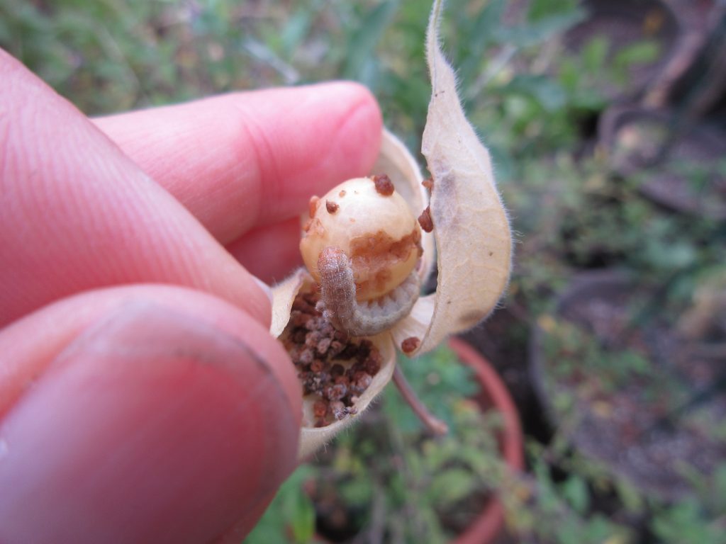 golden berry ground cherry eaten