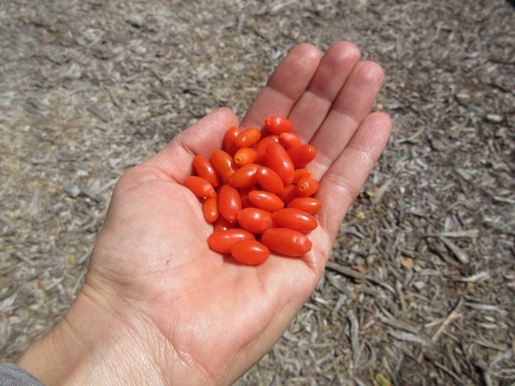 Goji Berries