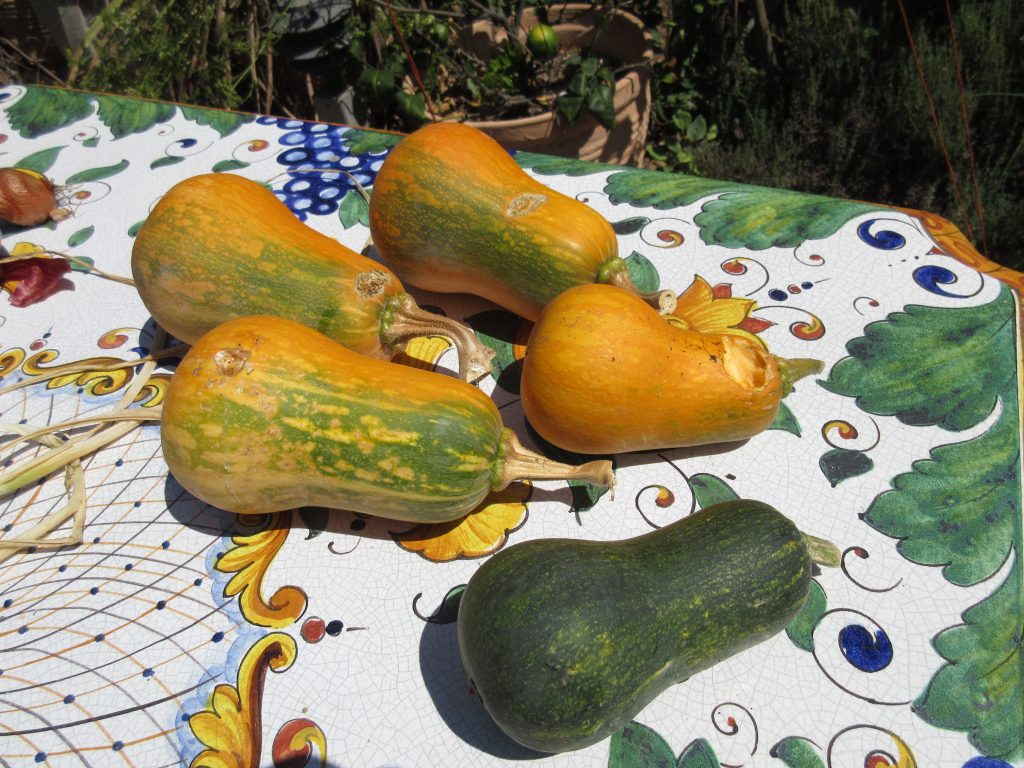 Butternut Squash nibbled