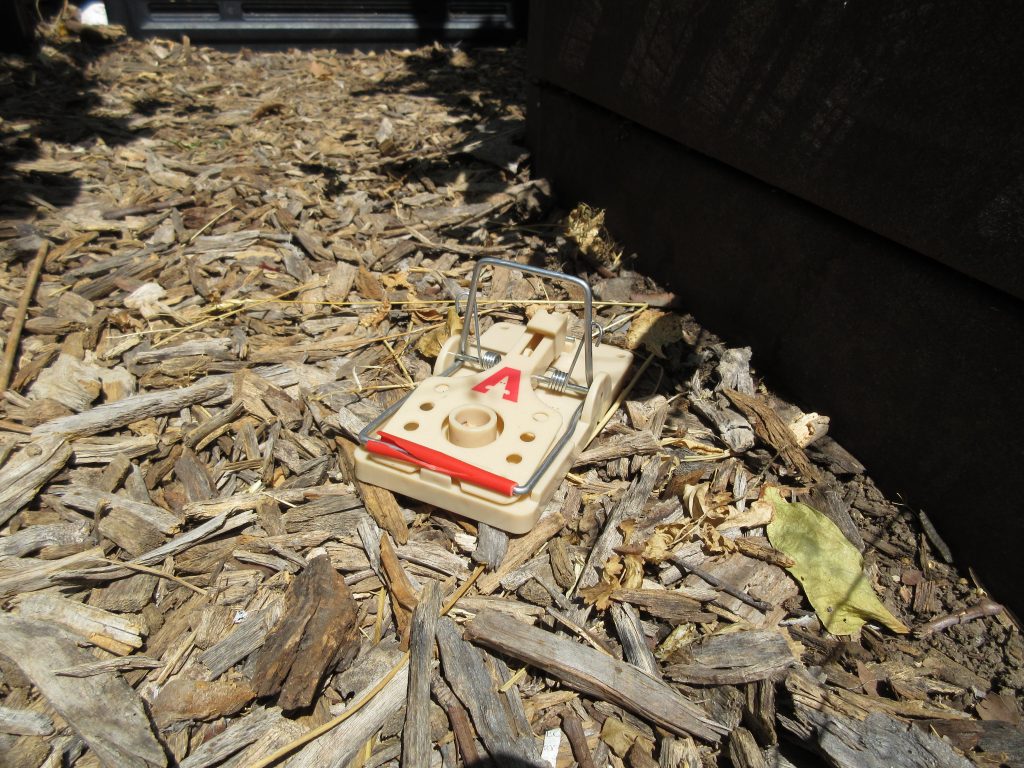 Rat traps Wordless Wednesday