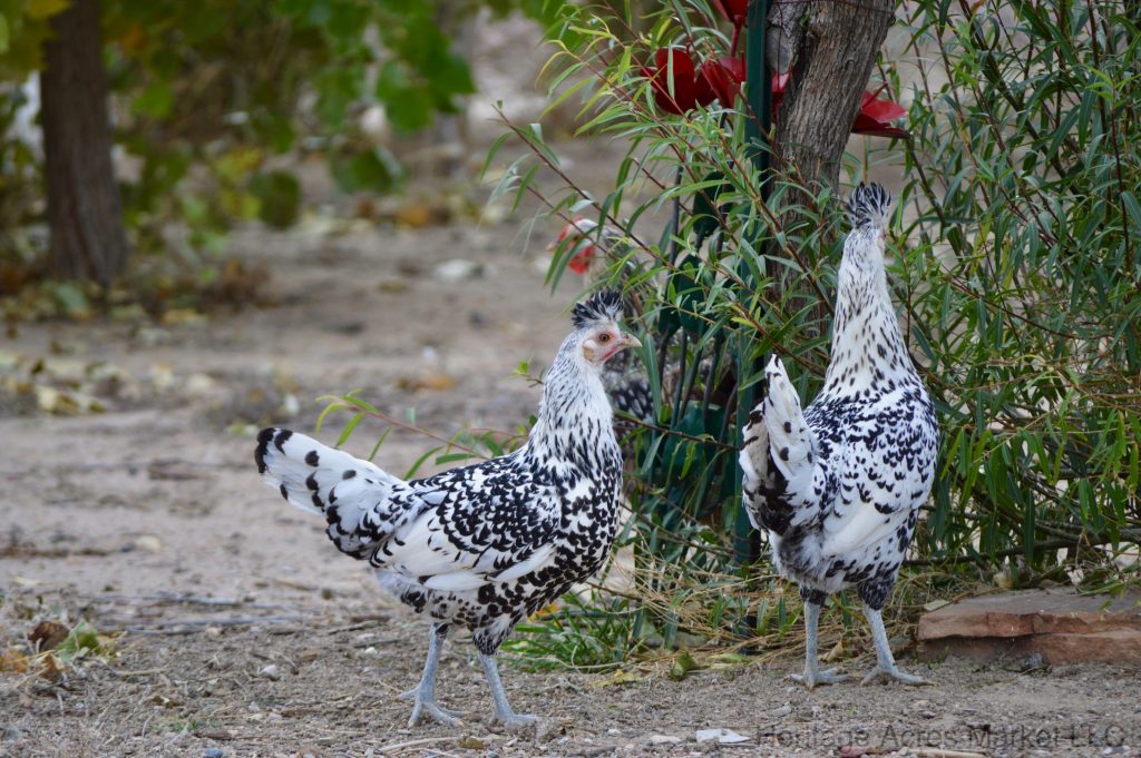 Heritage Acres Chickens