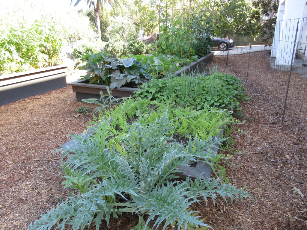 Simpson Garden Redux Squash