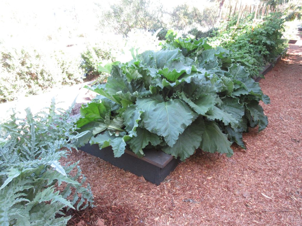 Simpson Garden Redux rhubarb