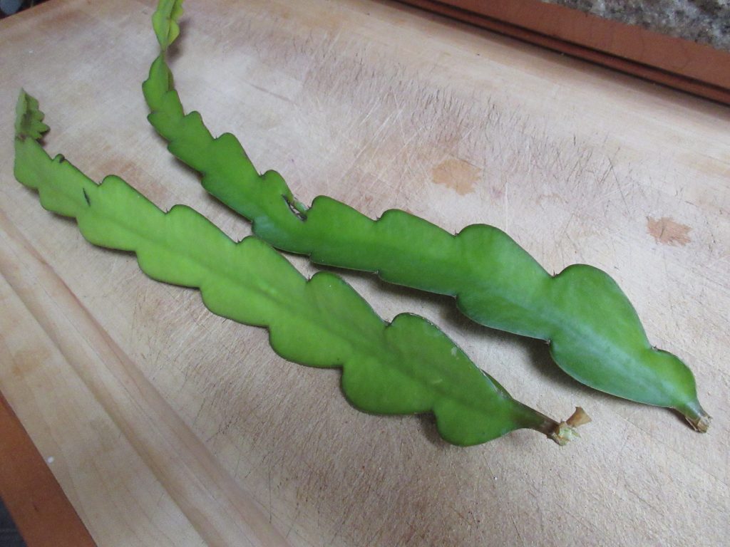 Propagating Dragon Fruit From Cuttings Gardenerd