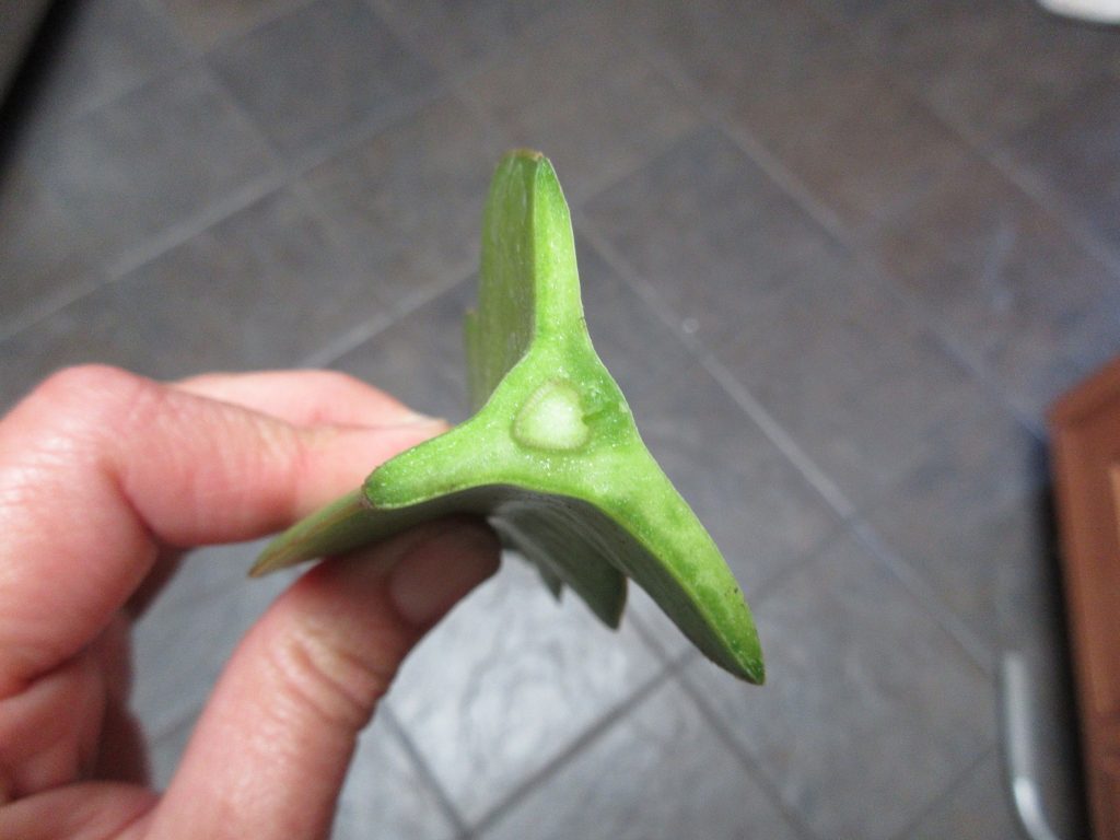 cutting dragon fruit