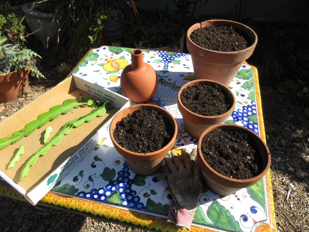 Prepare pots for cuttings