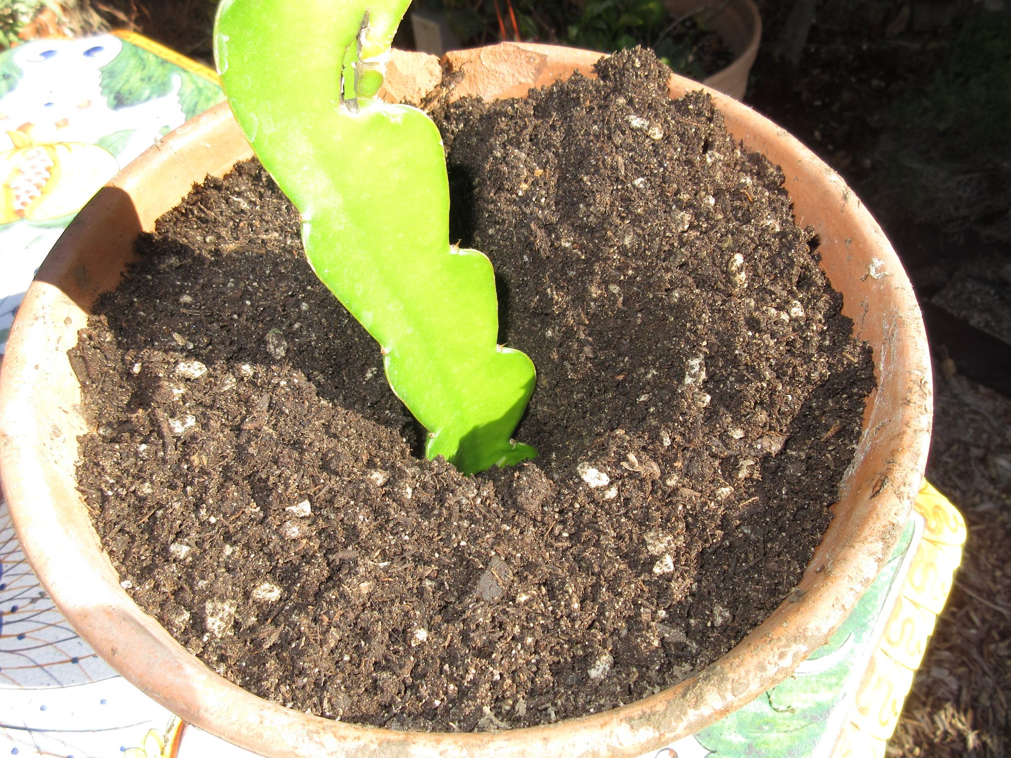 Propagating Dragon Fruit From Cuttings Gardenerd 0817