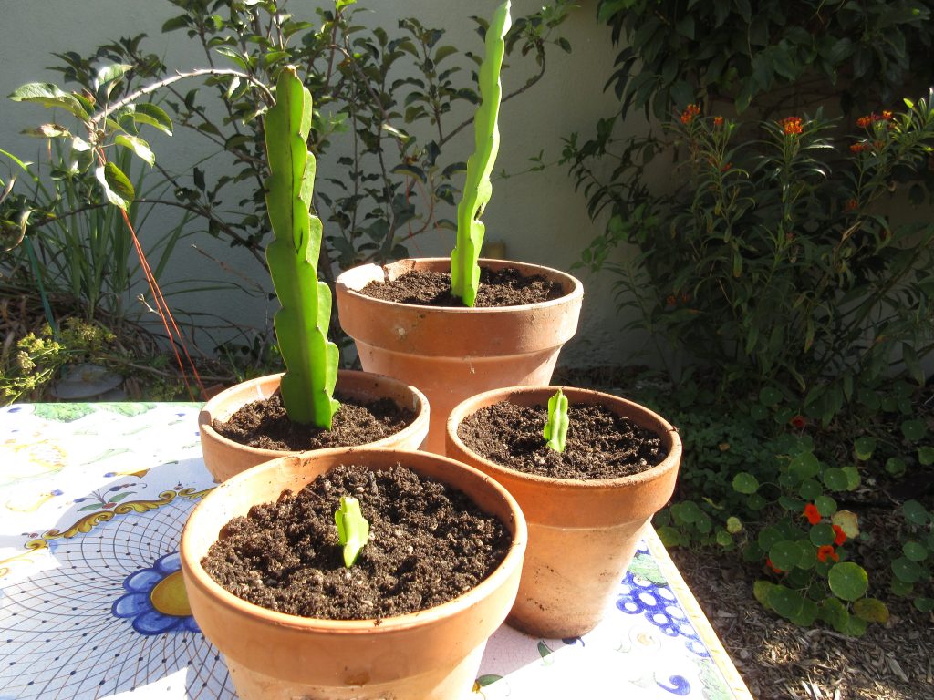 planted dragon fruit