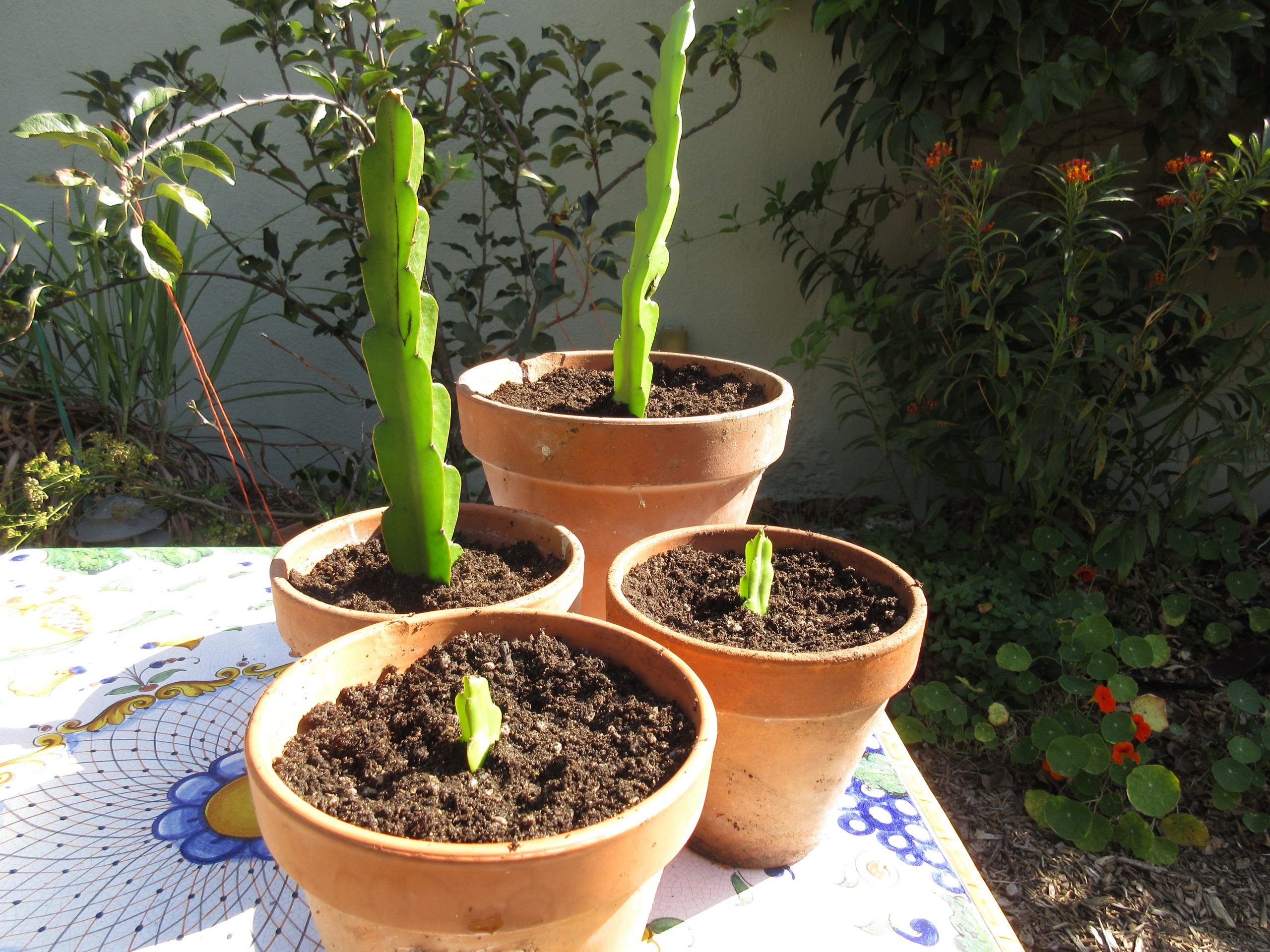 Dragon Fruit Tree - Live Plant in a 4 Inch Pot - Hylocereous Undatus -  Edible Tropical Fruit Plant from Florida 