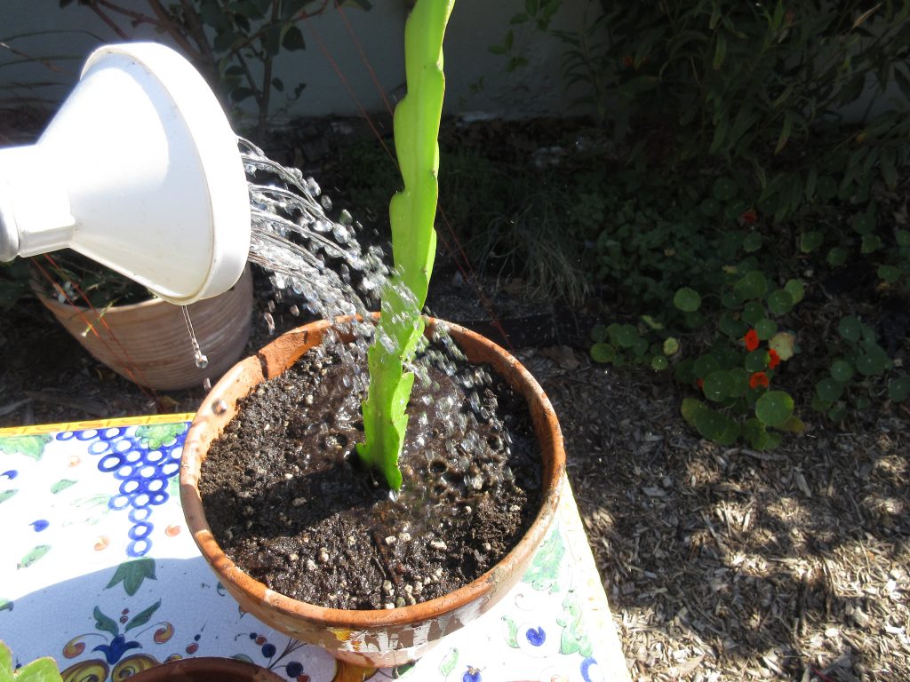 water dragon fruit cuttings