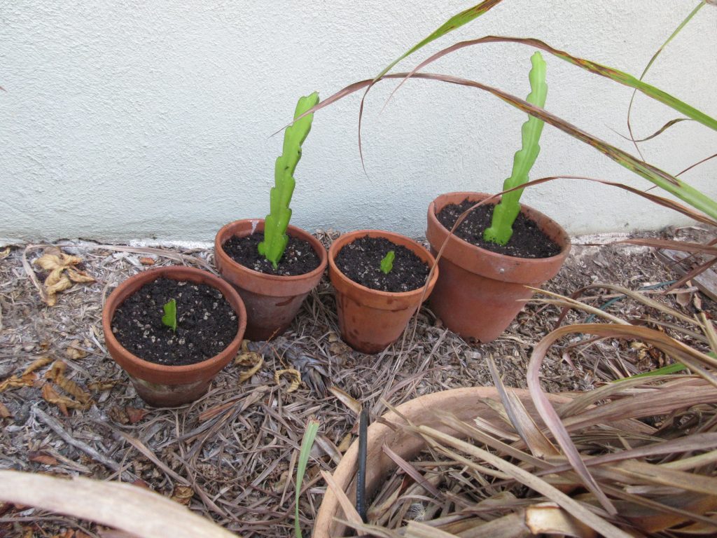 planted cactus in shade