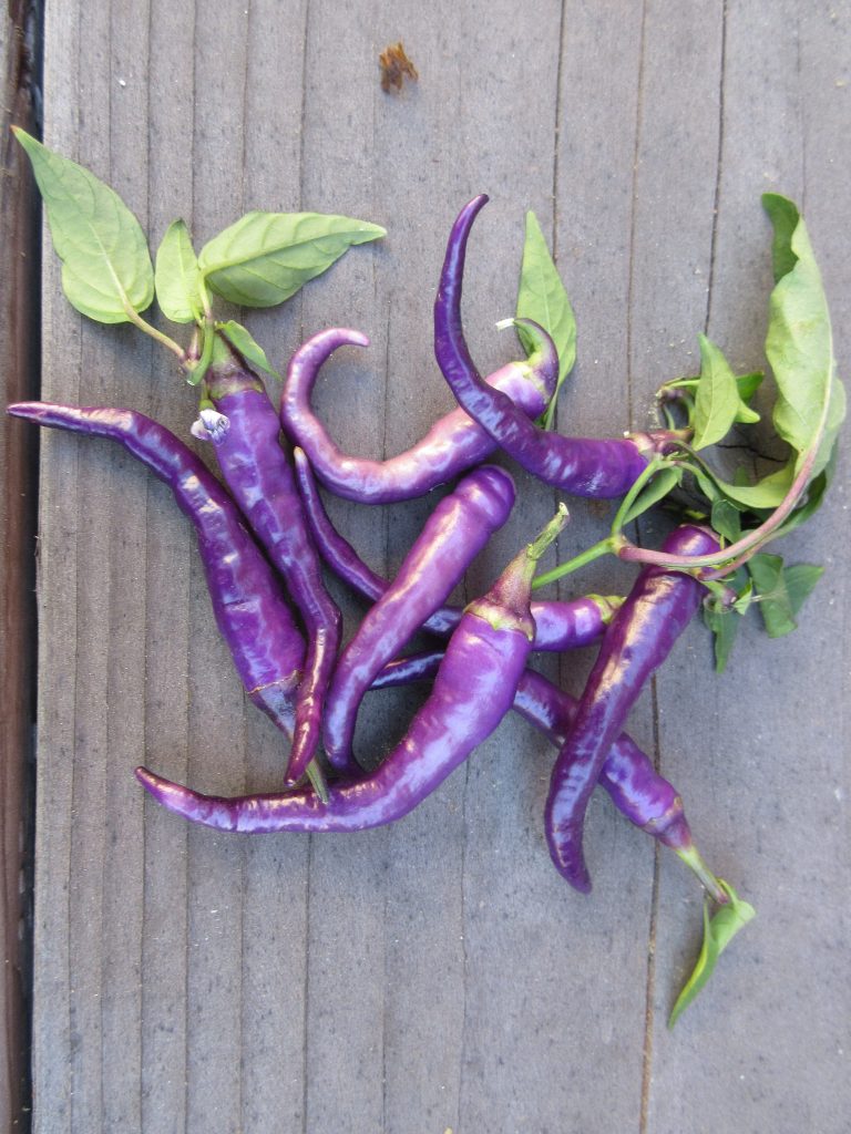 Purple peppers HoneyGirlGrows