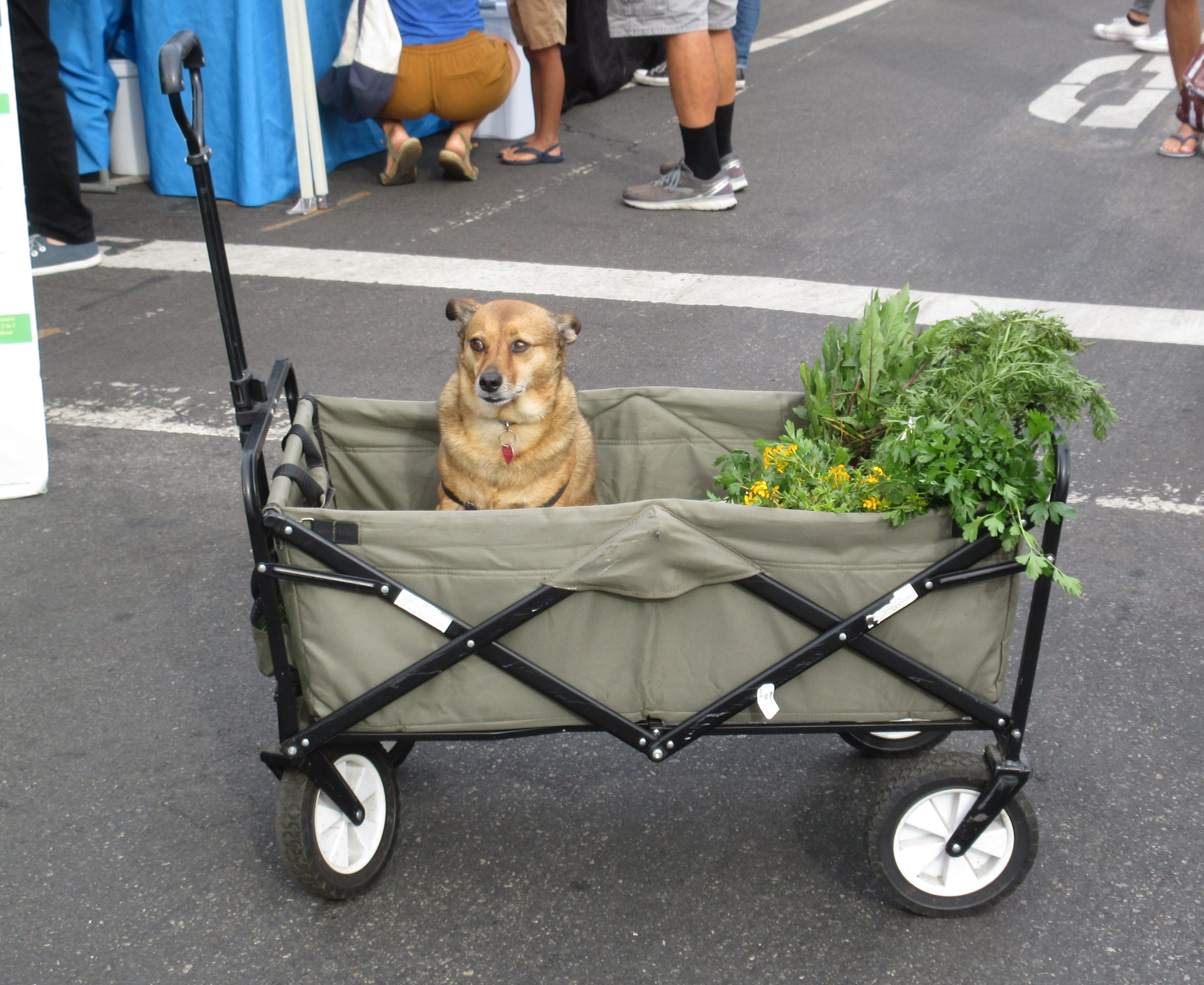 Dog in cart Gardenerd