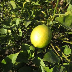 Ask Gardenerd: Lemon Tree Grown from Seed