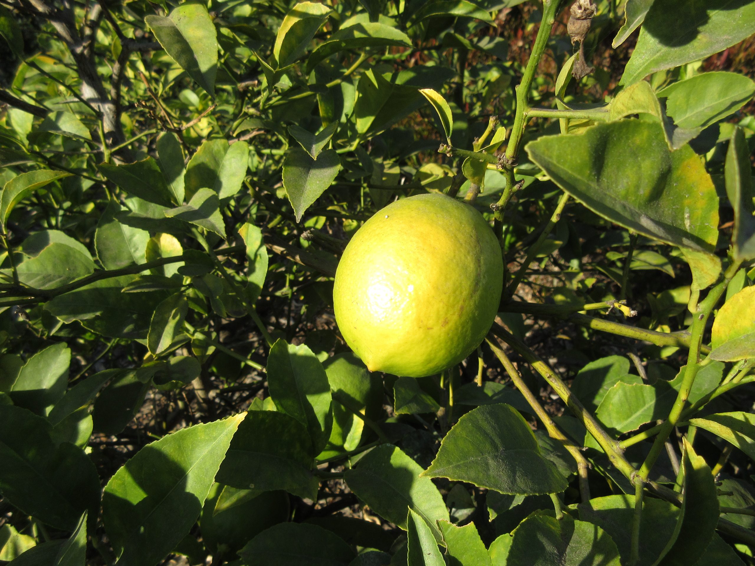 Read more about the article Ask Gardenerd: Lemon Tree Grown from Seed