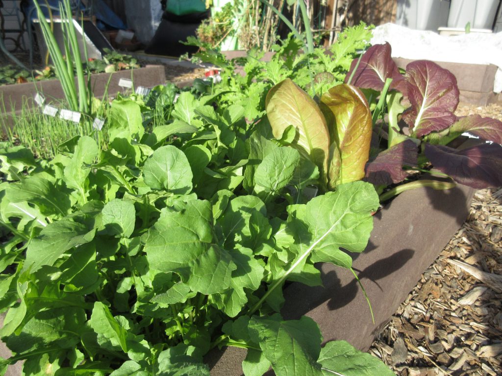 salad garden