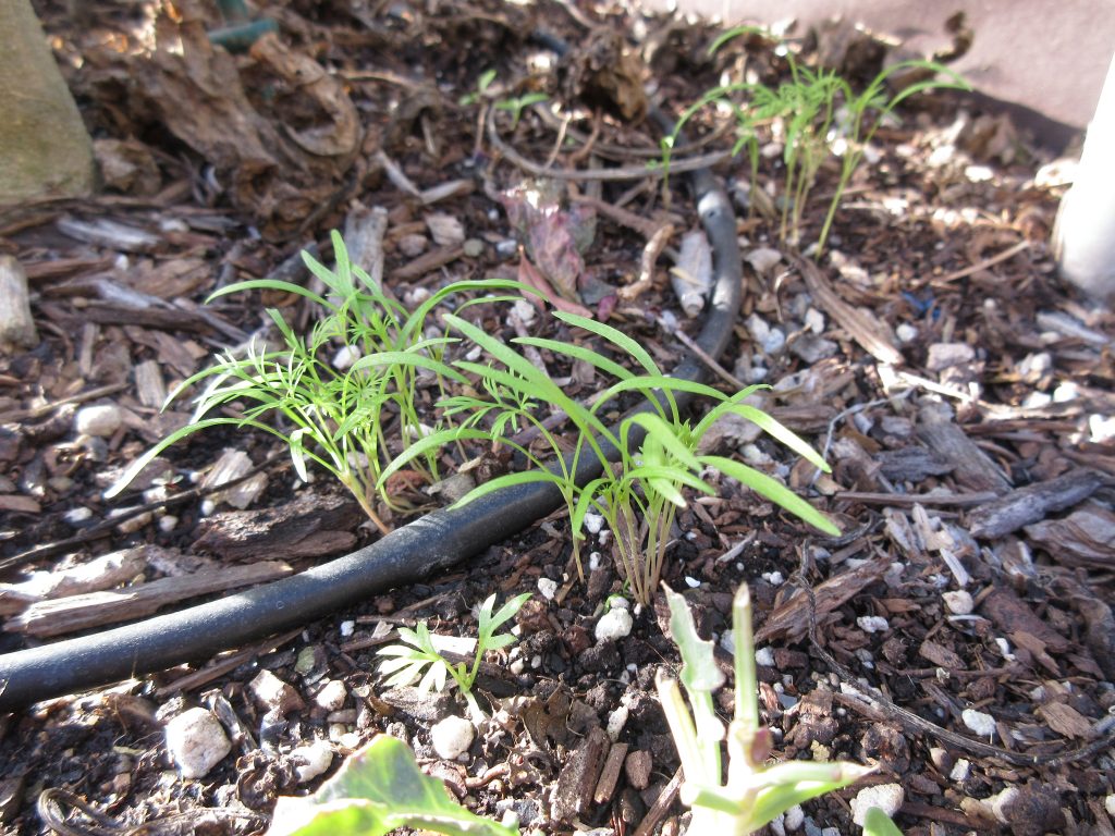 dill sprouts