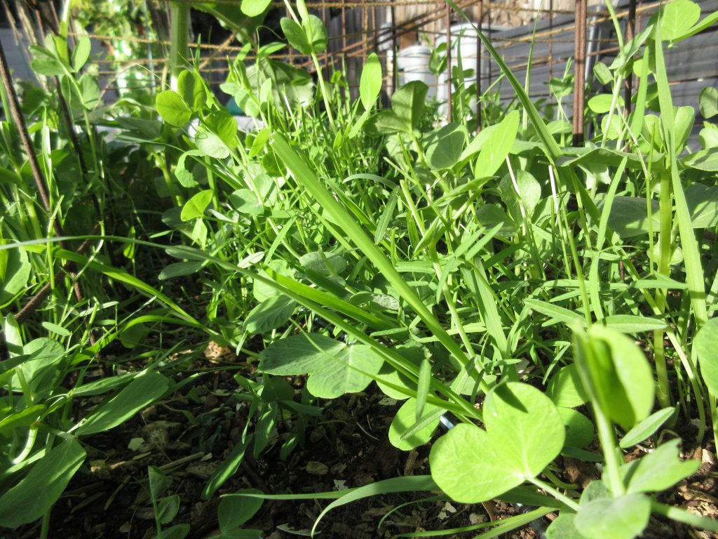 cover crop