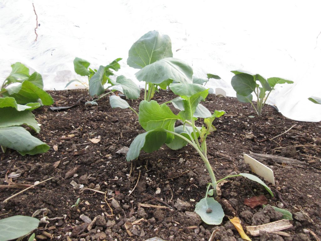 floating row covered brassicas